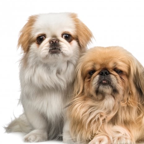 pekingees3.jpg