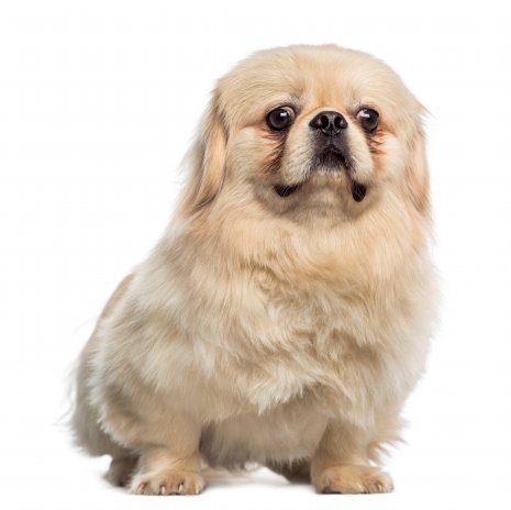 pekingees