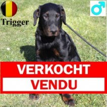 Beauceron 041124 M(BE9871) 070325 Verkocht - Vendu.jpg