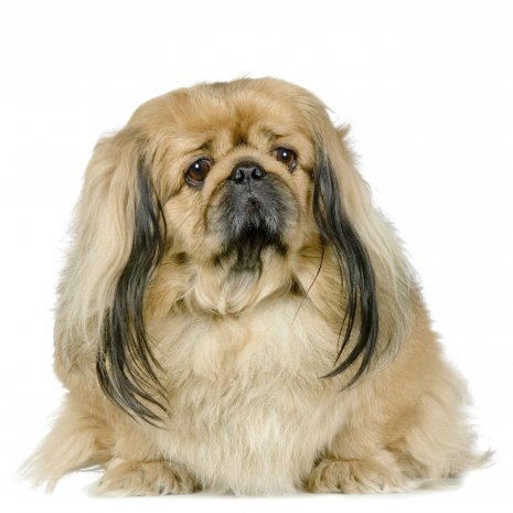 pekingees4