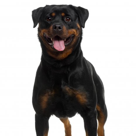 rottweiler1.jpg