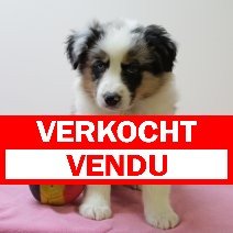 Australische Herder merle pup verkocht - vendu.jpg
