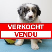 Australische Herder reu merle verkocht - vendu.jpg