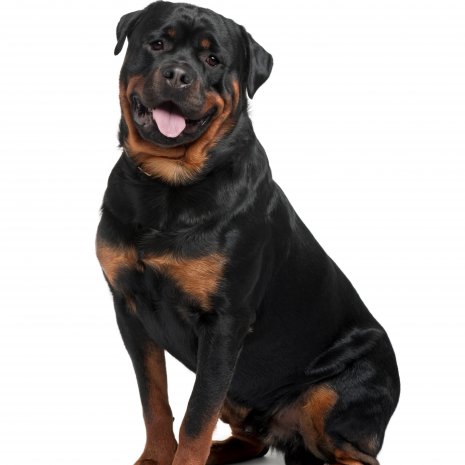 rottweiler2.jpg