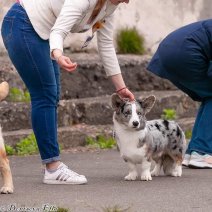 Welsh Corgi ouders (1).jpg