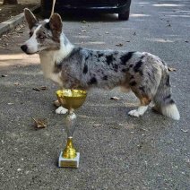 Welsh Corgi ouders (2).jpg