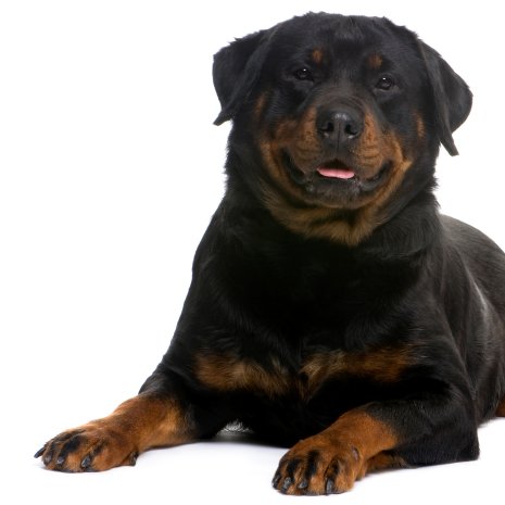 rottweiler3.jpg