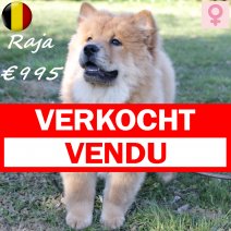 Chow Chow 111124 F(BE4764) 070325 verkocht - vendu.jpg