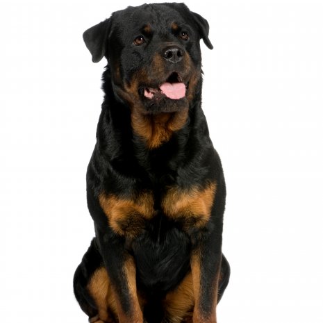 rottweiler4.jpg