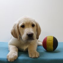Labrador 130125 M (BE3221) 170325.JPG