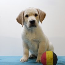 Labrador 130125 M (BE3815) 170325.JPG