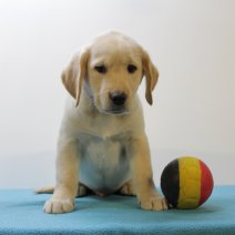 Labrador 130125 M (BE4992) 170325.JPG