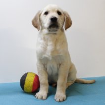 Labrador 130125 M (BE6251) 140325.JPG