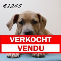 amerikaanse staffordshire terrier 311024 M (HU7961) 190225 Verkocht - Vendu.jpg