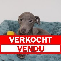 Italiaanse Windhond pup verkocht - vendu.jpg