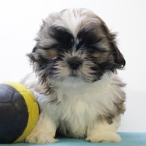 Shih Tzu 240125 M(BE1648) 210325.JPG