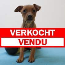 Pinscher M 120125 (BE2737) 210325 verkocht - vendu.jpg