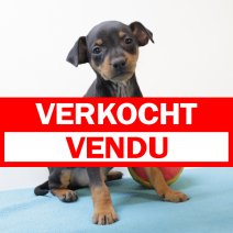 Pinscher M 120125 (BE2739) 210325 verkocht - vendu.jpg