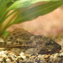 ruitenkuiser pleco