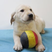 labrador 130125 M (BE4594) 210325.JPG