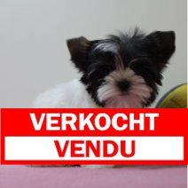 Biewer yorkshire 120125 F (BE4966) 210325 Verkocht - Vendu.jpg