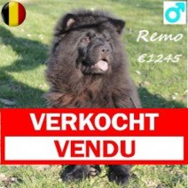 Chow Chow 111124 M(BE4524) 070325 Verkocht - Vendu.jpg