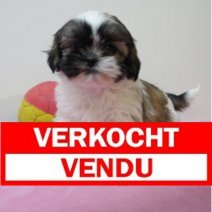 Shih Tzu 210125 F(BE2717) 210325 Verkocht - Vendu.jpg