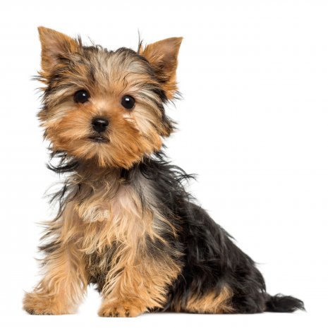 Où Acheter Un Yorkshire Terrier Toy Issu Délevage Agrée