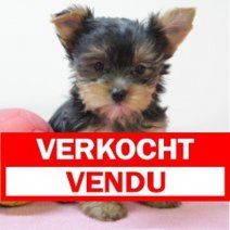 Yorkshire F 240125 (BE2722) 210325 Verkocht - Vendu.jpg