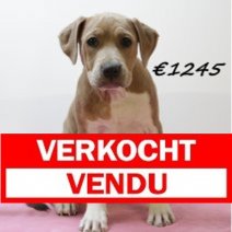 amerikaanse staffordshire terrier 311024 V (HU7967) 190225 Verkocht - Vendu.jpg