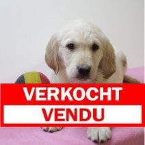 labrador 130125 F (BE2107) 210325 Verkocht - Vendu.jpg