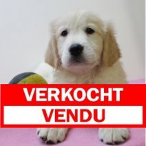 golden retriever M090125 (BE7925) 210325 Verkocht - Vendu.jpg