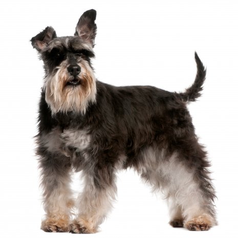 schnauzer1.jpg