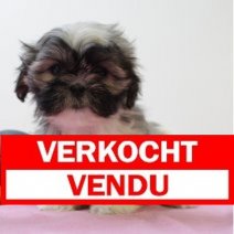 Shih tzu 240125 F(BE1670) 210325 Verkocht - Vendu.jpg