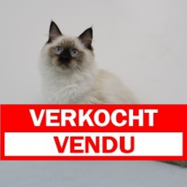Ragdoll 181124 M (CZ4207) 250325 VERKOCHT
