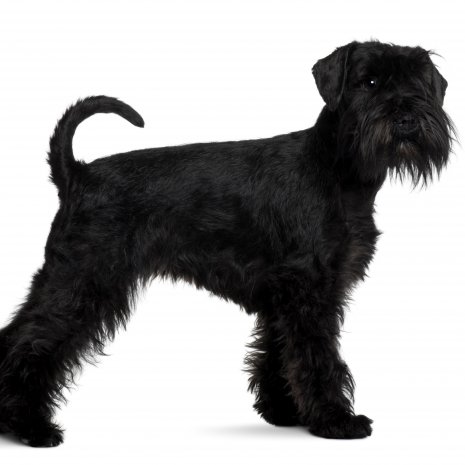 schnauzer3.jpg