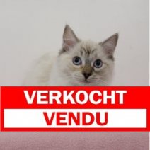 Ragdoll 181124 F (CZ4202) 250325 Verkocht - Vendu.jpg