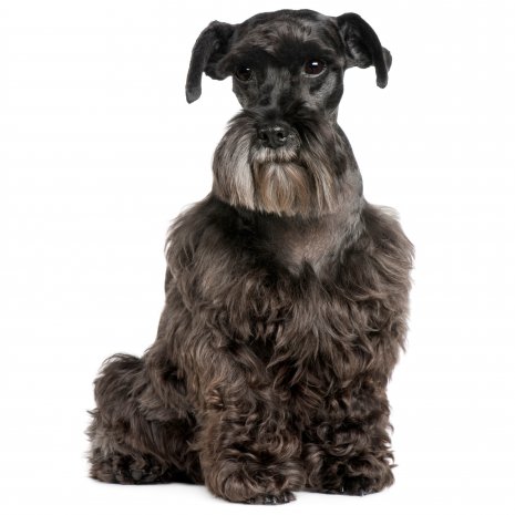 schnauzer4.jpg