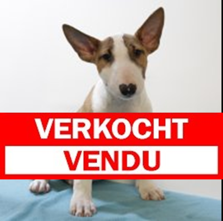 Bull Terrier M 081224 (HU9591) 260325 verkocht-vendu.JPG