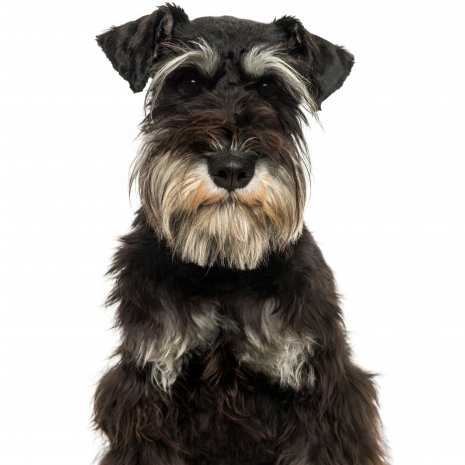 schnauzer