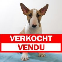 Bull Terrier M 081224 (HU9588) 260325 Vendu - Verkocht.jpg