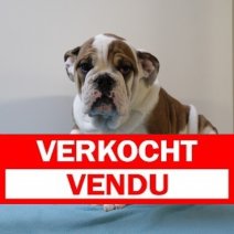 Engelse Bulldog M 041224 (HU9564) 260325 Verkocht - Vendu.jpg