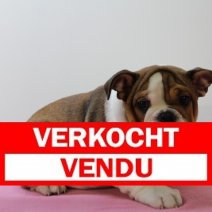 Engelse Bulldog V 041224 (HU9567) 260325 Verkocht - Vendu.jpg