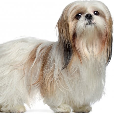 shih tzu3.jpg