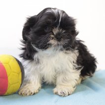 Shih Tzu 240125 M (BE2896) 260325.JPG