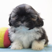 Shih Tzu 240125 M (BE2935) 260325.JPG