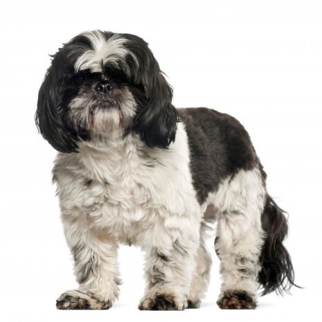 shih tzu4.jpg