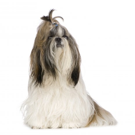 shih tzu1.jpg