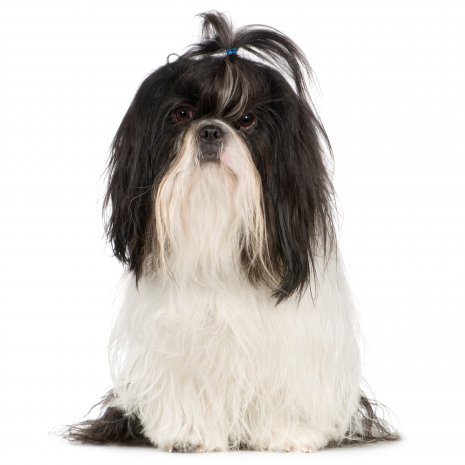 shih tzu.jpg