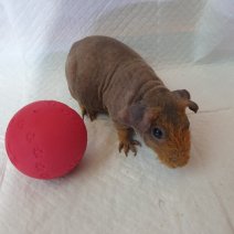 skinny cavia 270325 F1.jpg